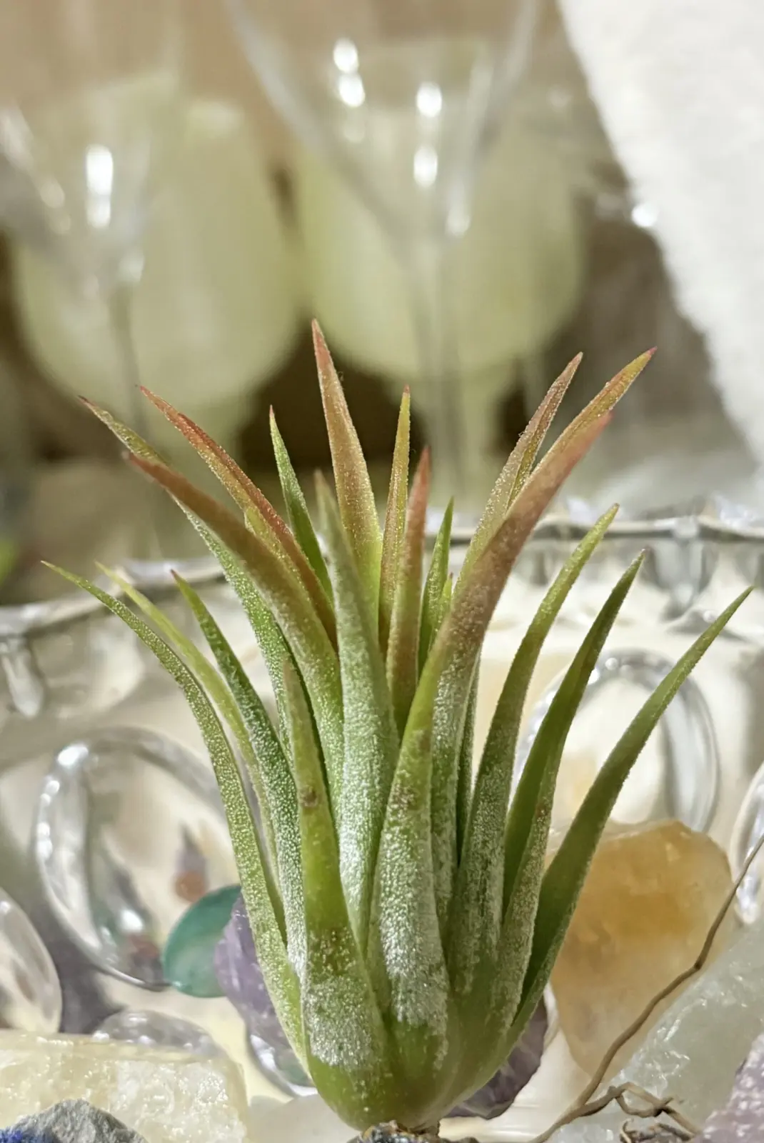 ティランジア イオナンタ トールベルベット