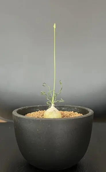 オーニソガラム コルガータ