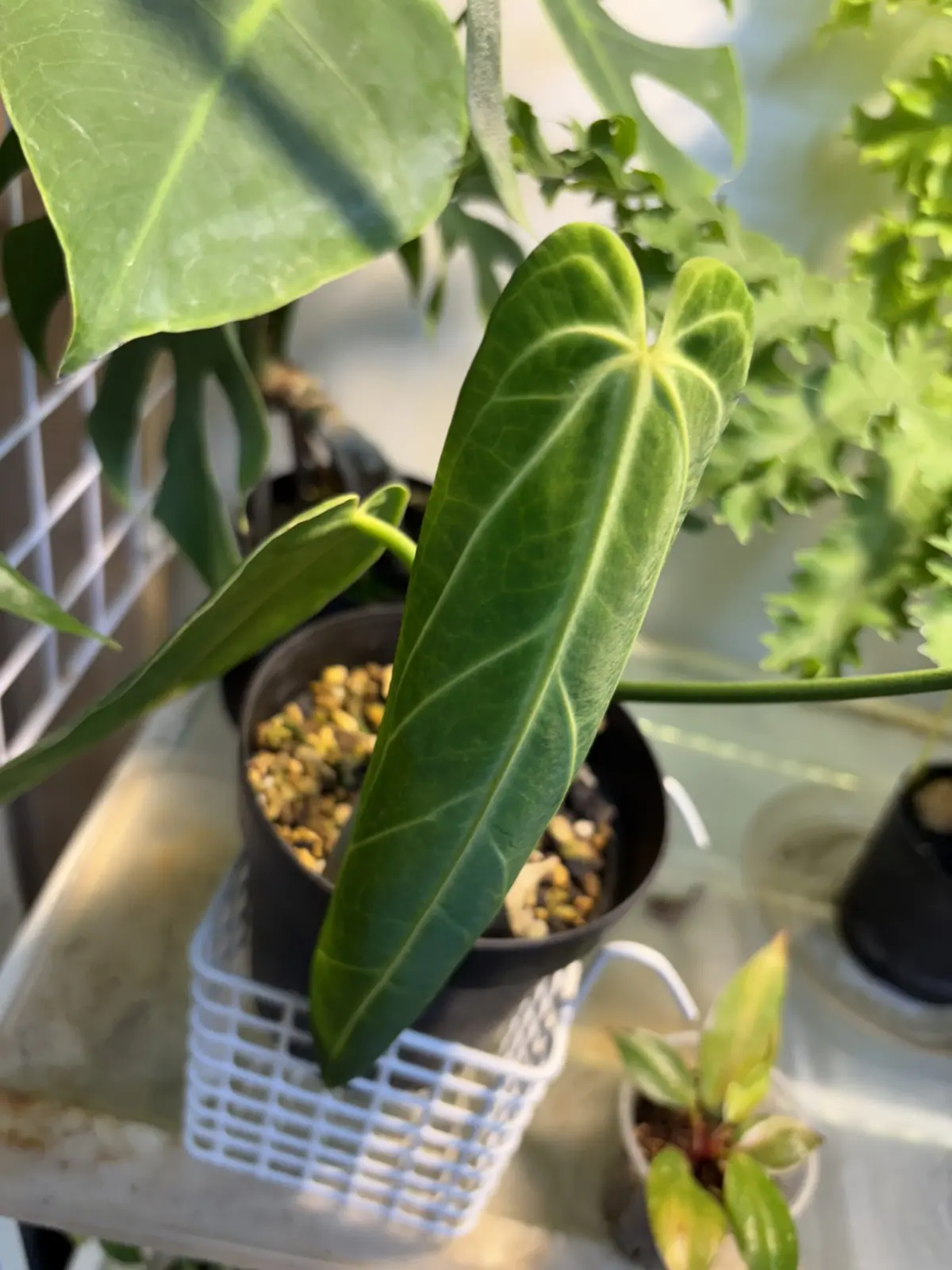 水やり忘れたワロクエアナム