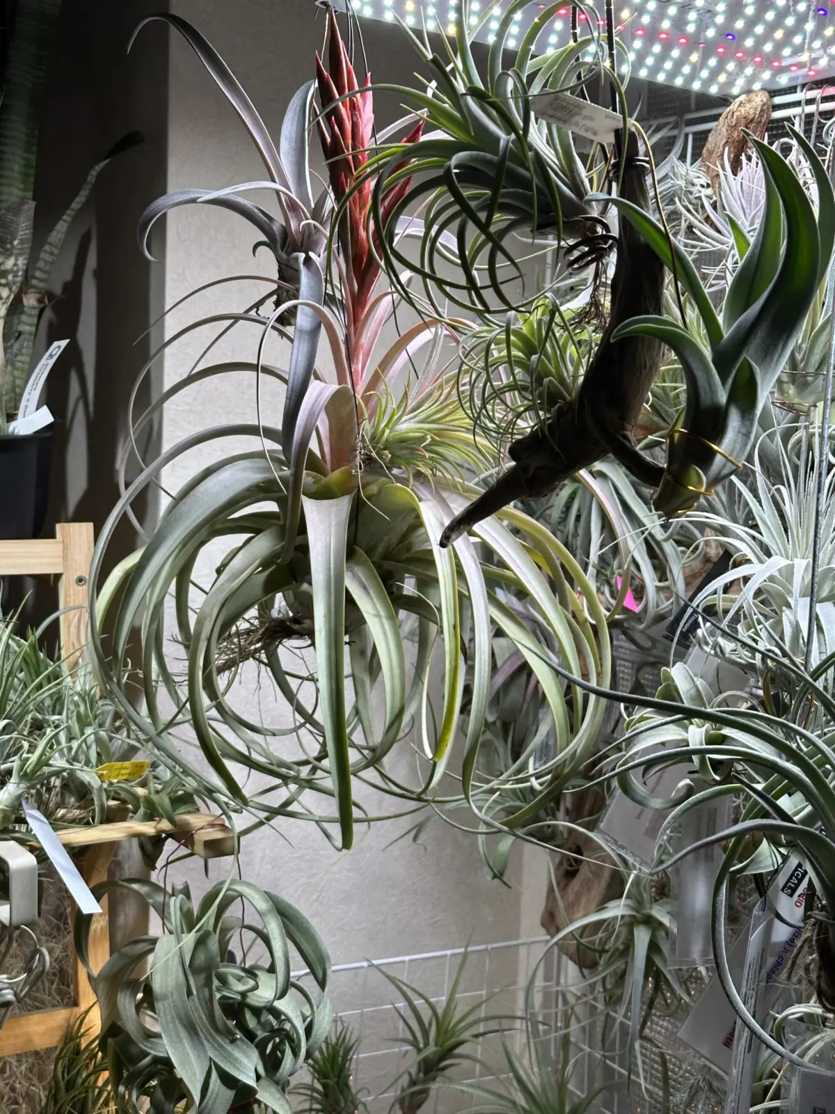 ティランジア コンコロール×なにか