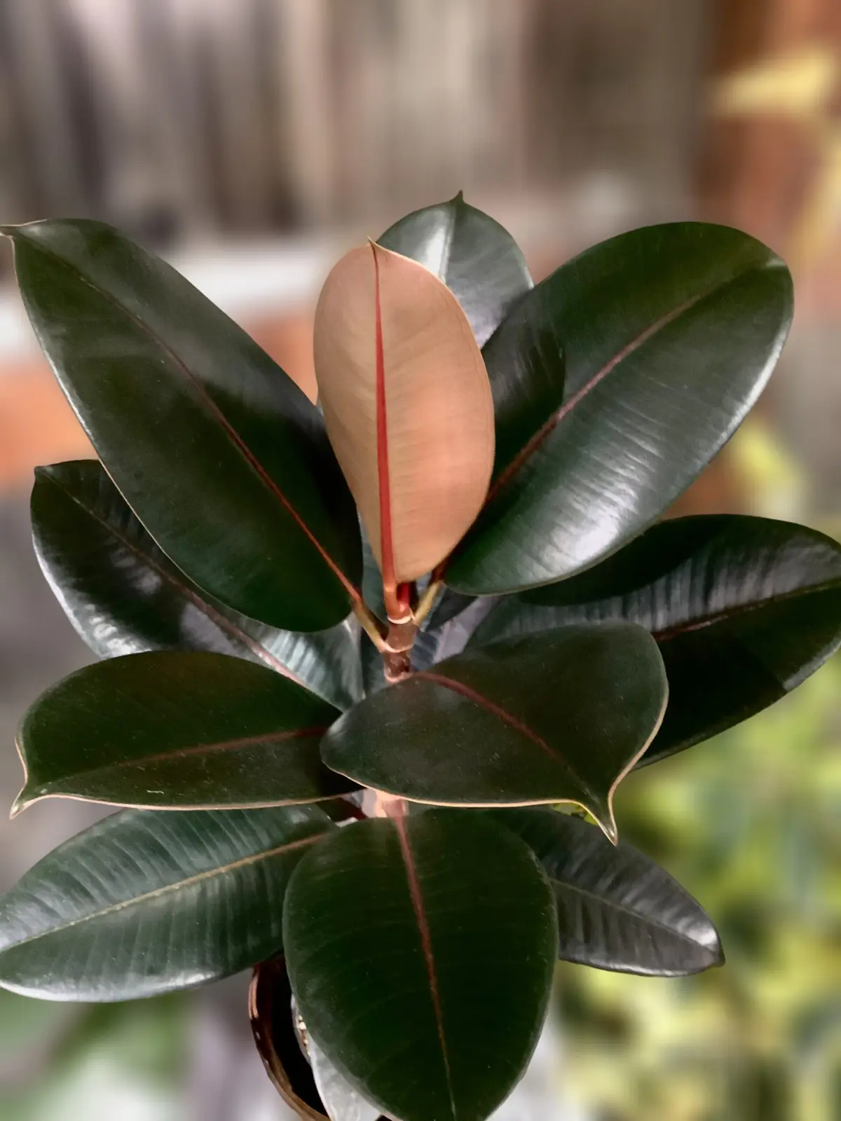 フィカス　バーガンディ