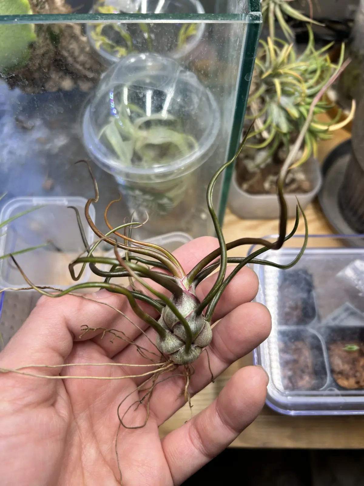 ティランジア ブルボーサ 紫炎