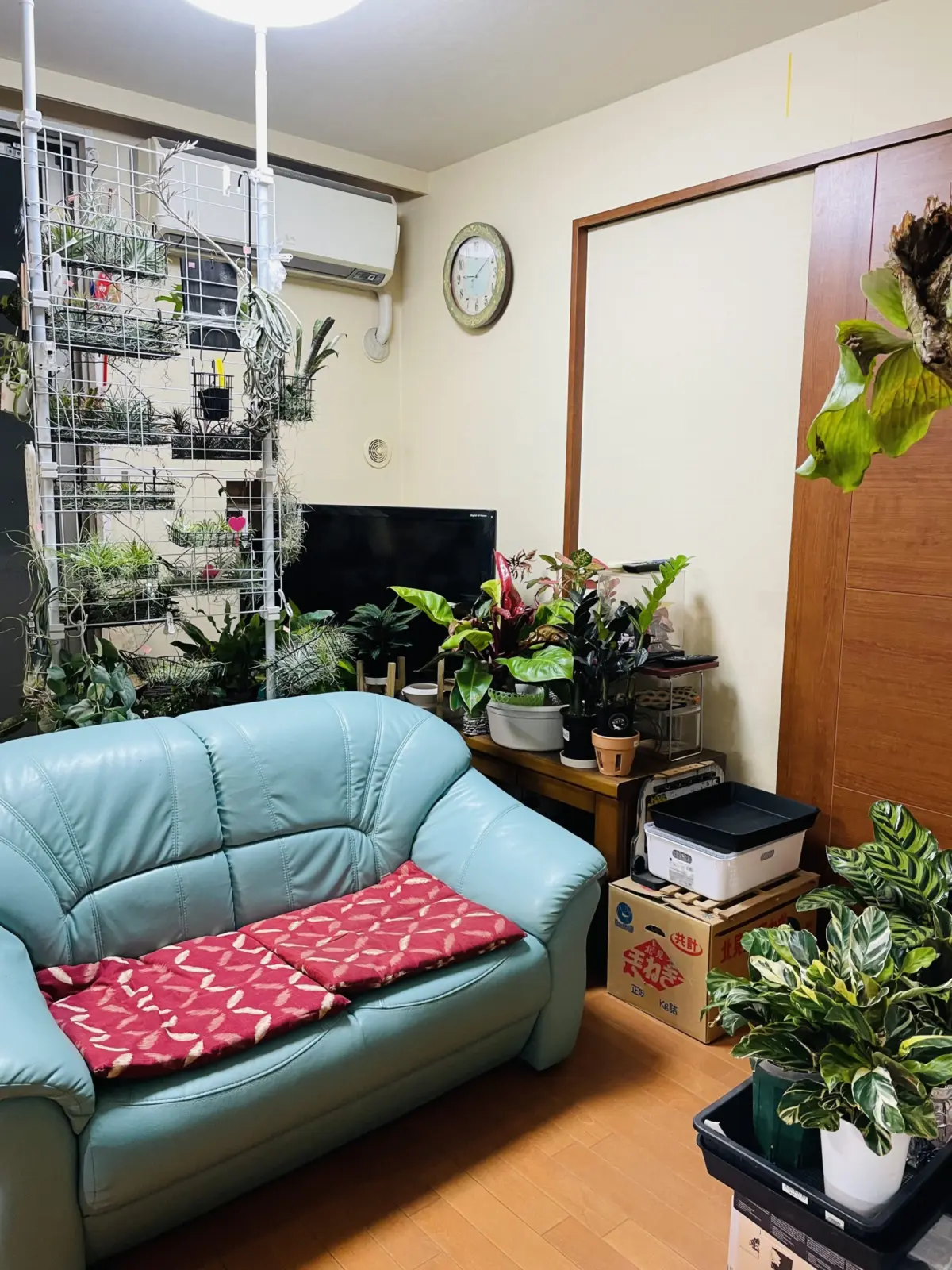 ティランジア　棚設置