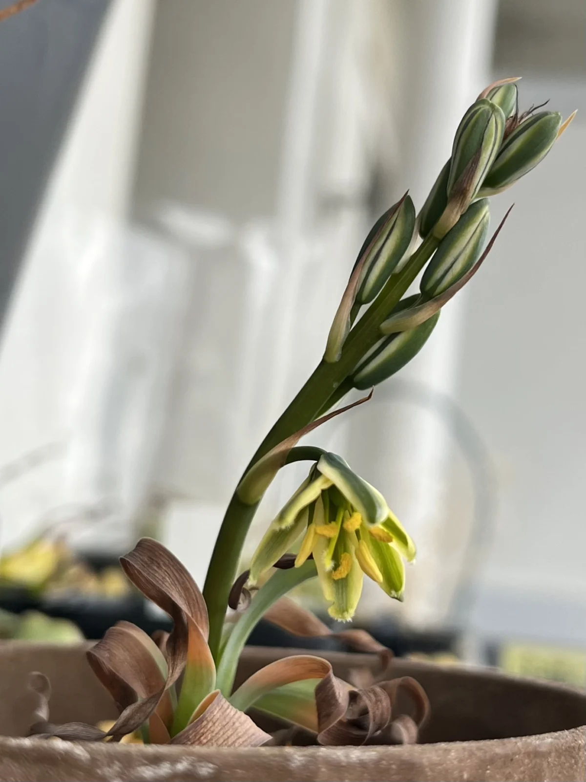 ケープバルブ　アルブカ　コンコルディアナ　花