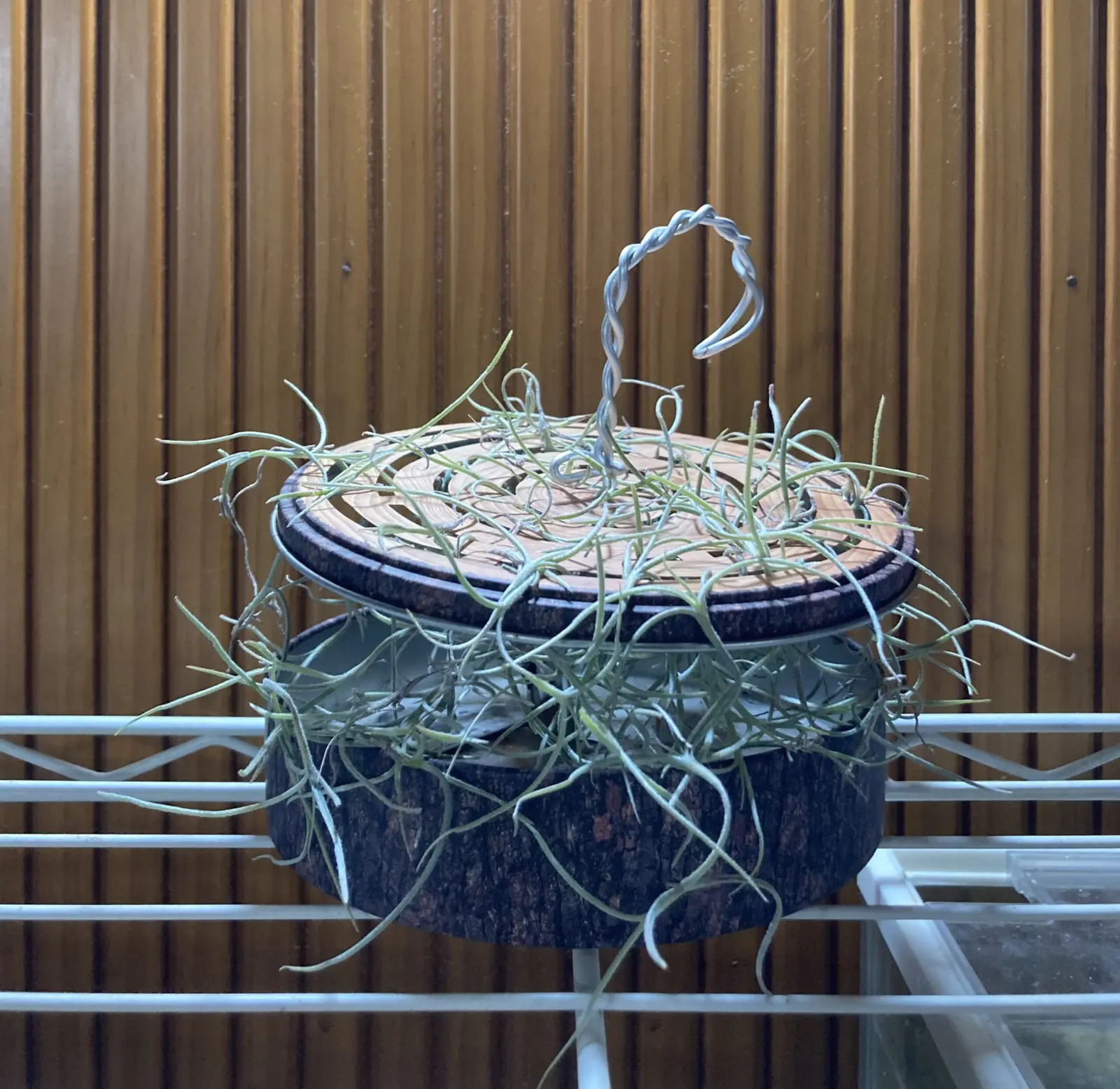 ティランジア ウスネオイデス