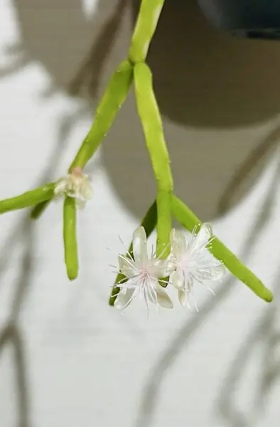 リプサリス　花