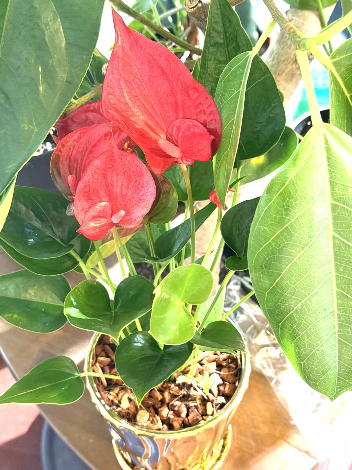 アンスリウム　品種名不明