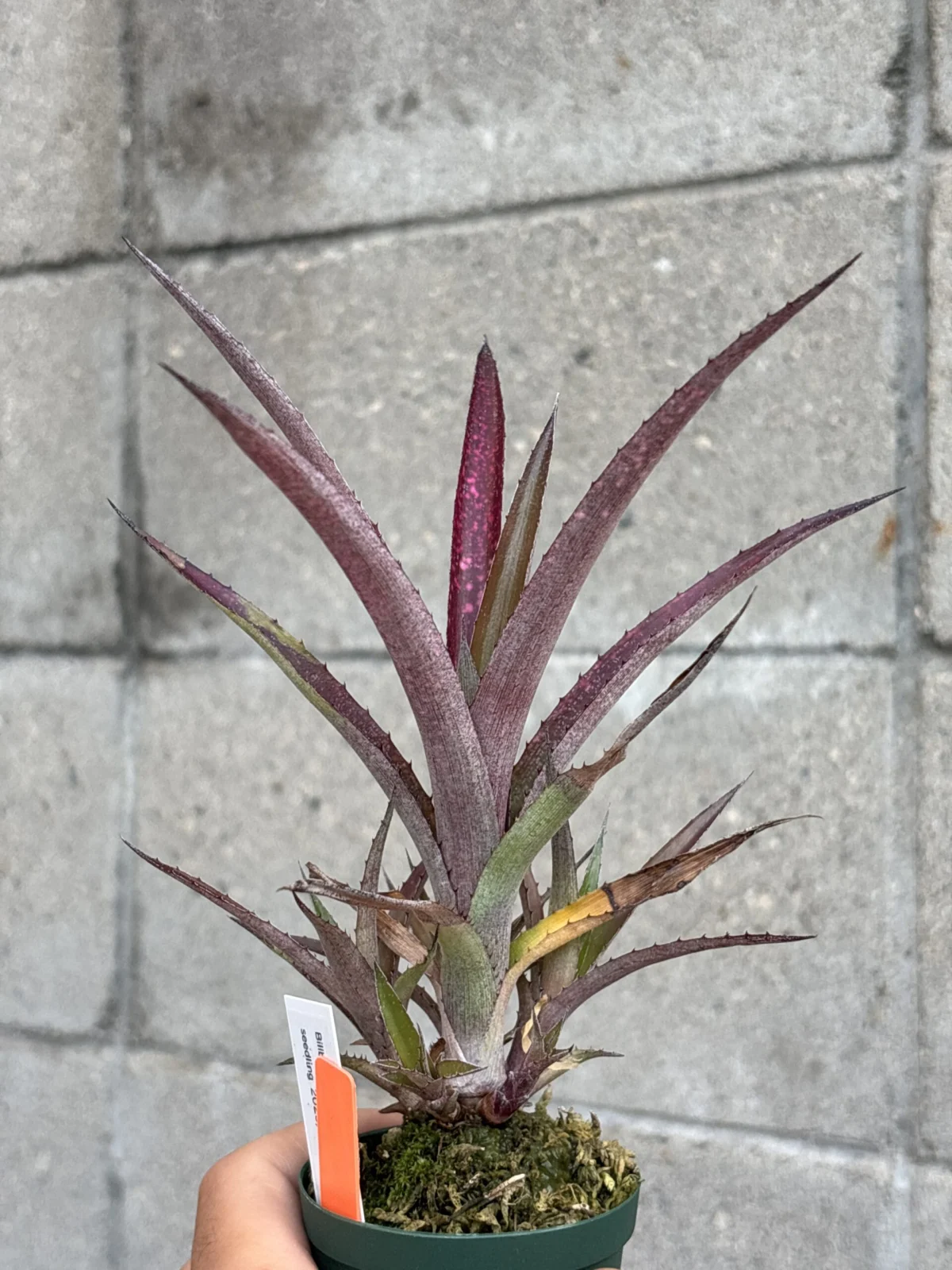 ビルベルギア　実生
