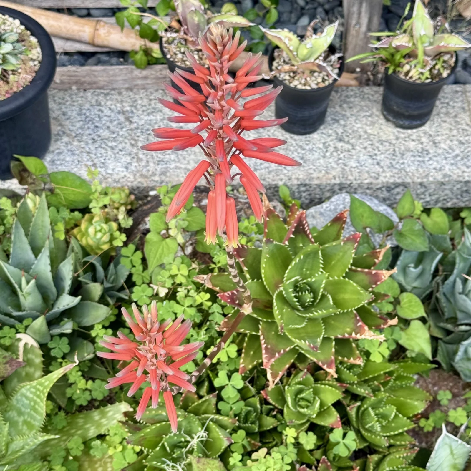 アロエ 不夜城 寒冷地 地植え