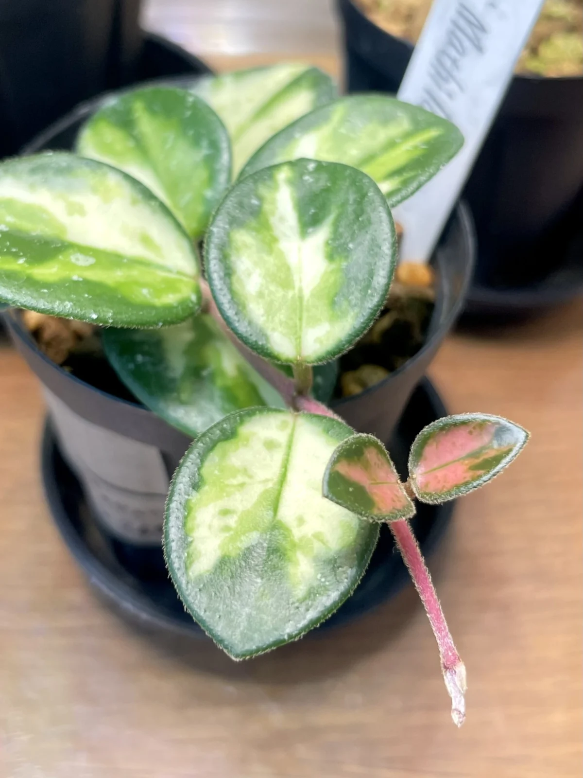 ホヤ マチルダ 斑入り 新葉 – Plants Navi
