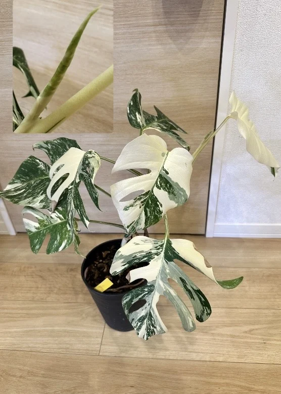 モンステラ　ボルシギアナ　アルボ