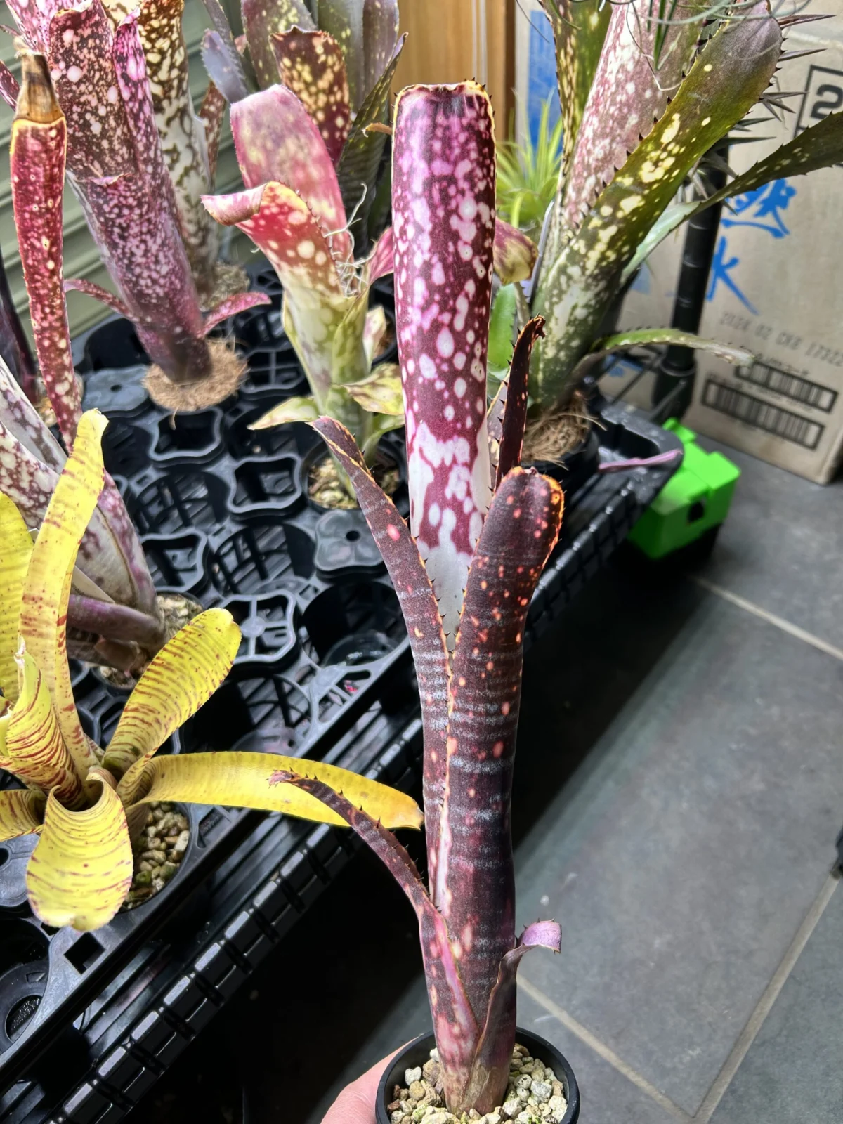 ビルベルギア　キャンベイ　スノウ