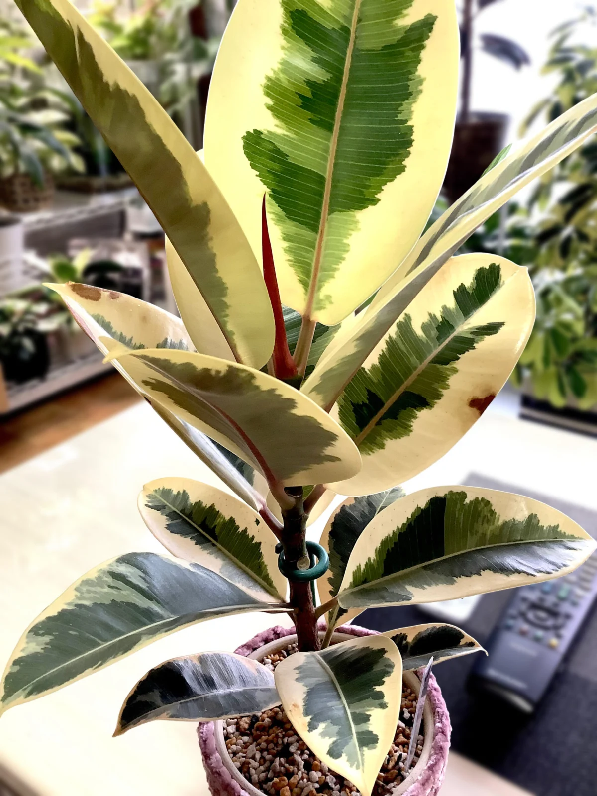 フィカス　ティネケ