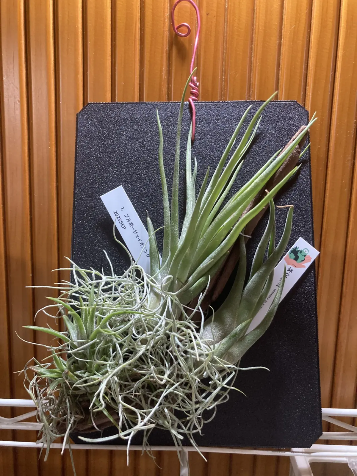 ティランジア 壺ガチャ ブルボーサ×イオナンタ PBP付け