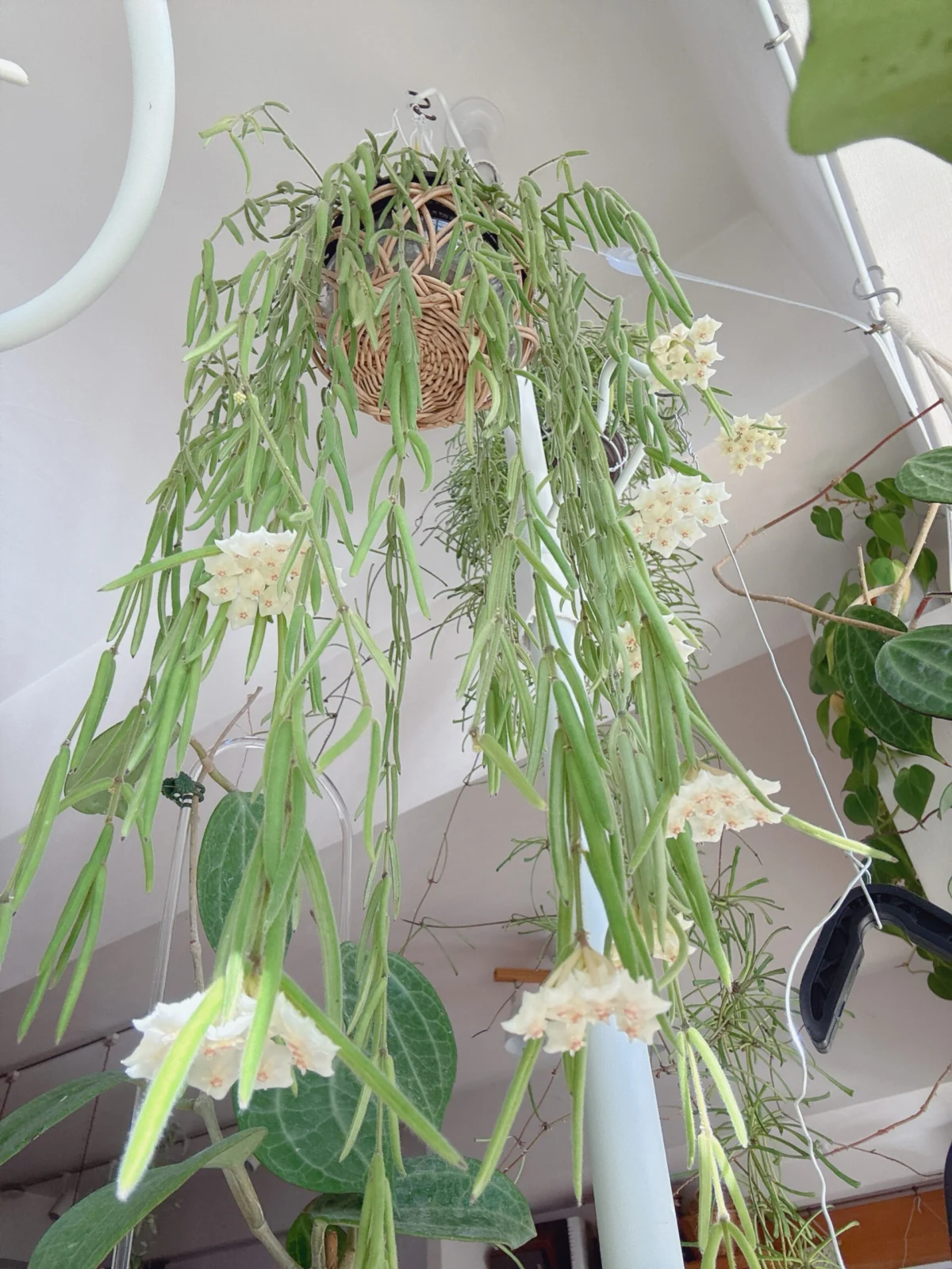 ホヤ リネアリス 花