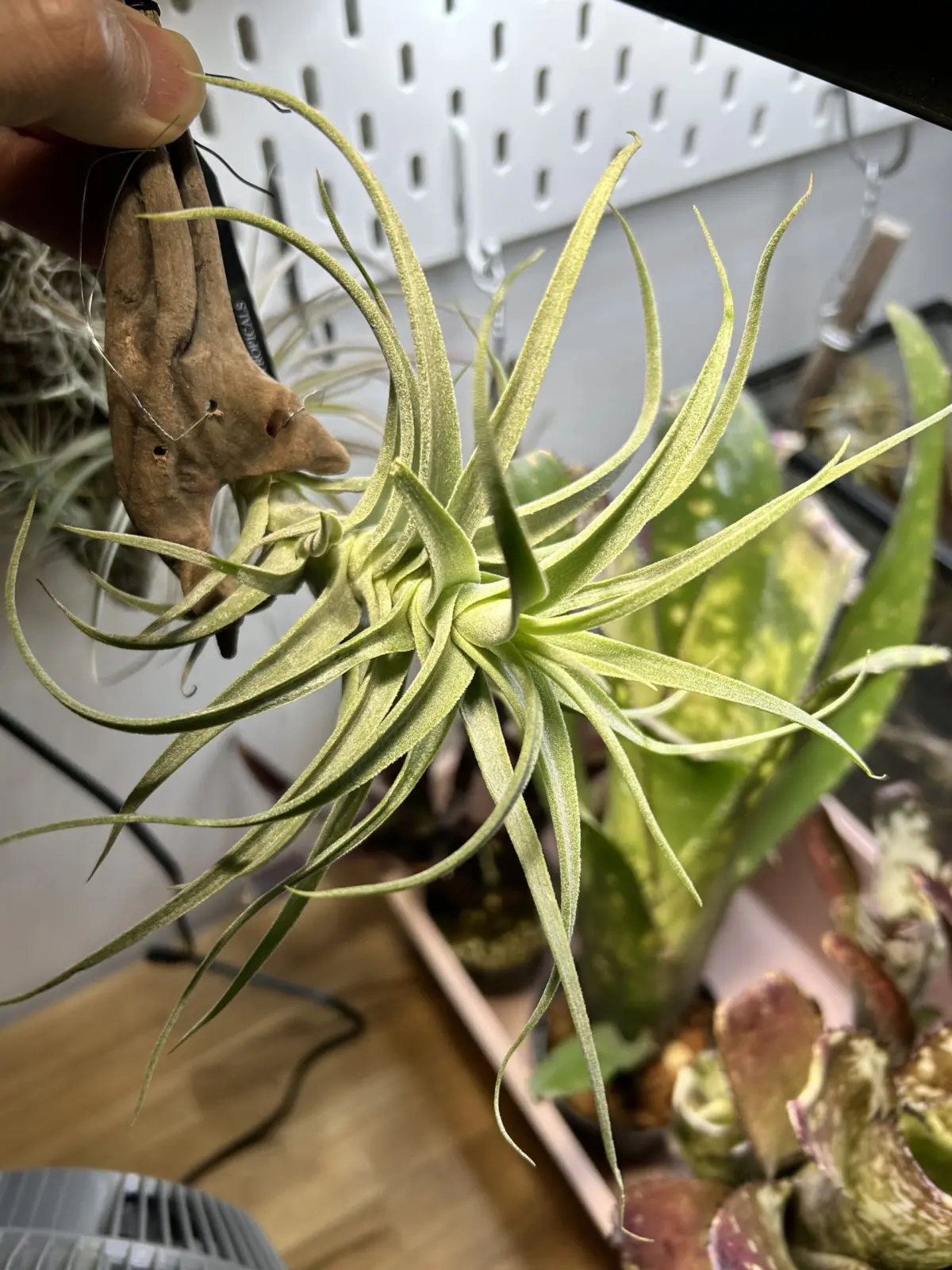 ティランジア　プルプレア