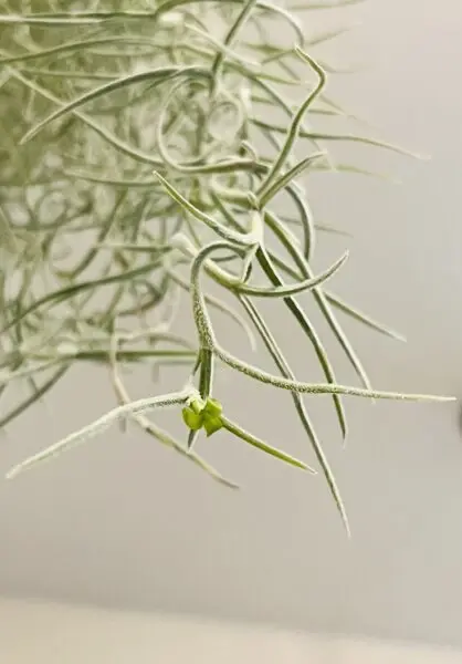 ティランジア　ウスネオイデス　花