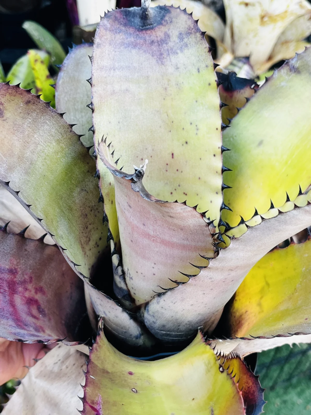 ネオレゲリア　カルカロドン　スパイン