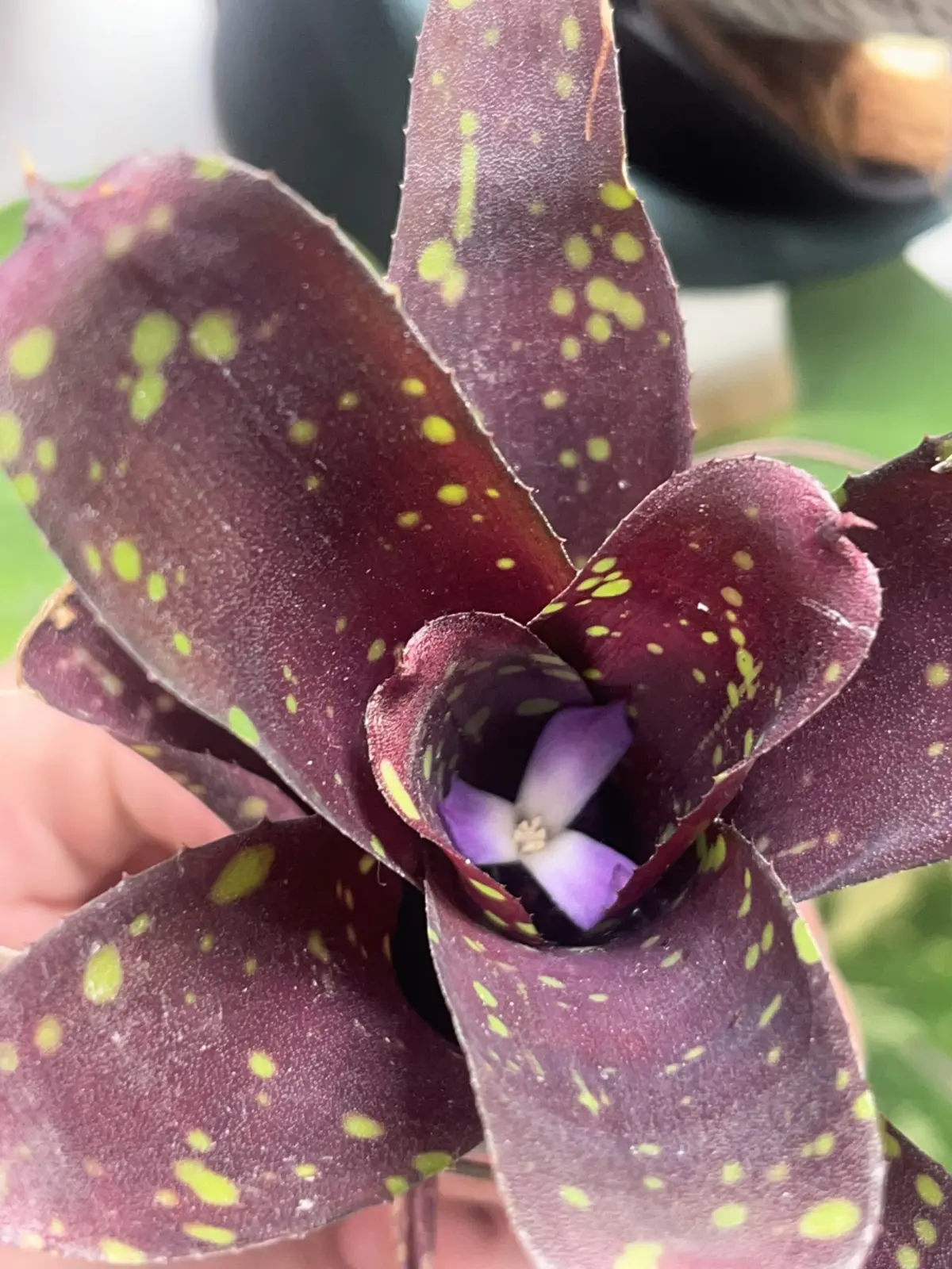 ネオレゲリア　ドミノ