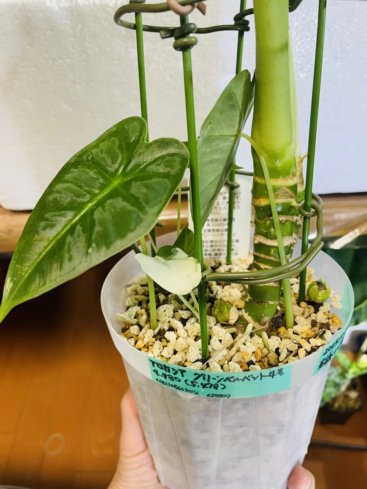 アロカシア　グリーンベルベット　小芋から発芽