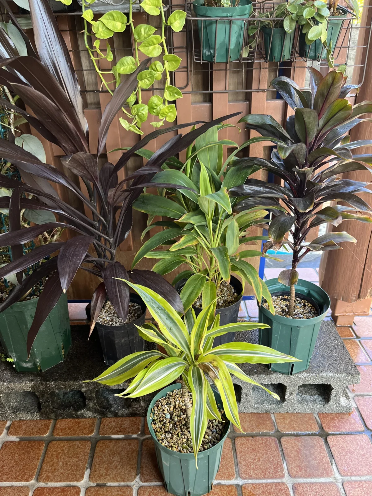 ドラセナ　各種