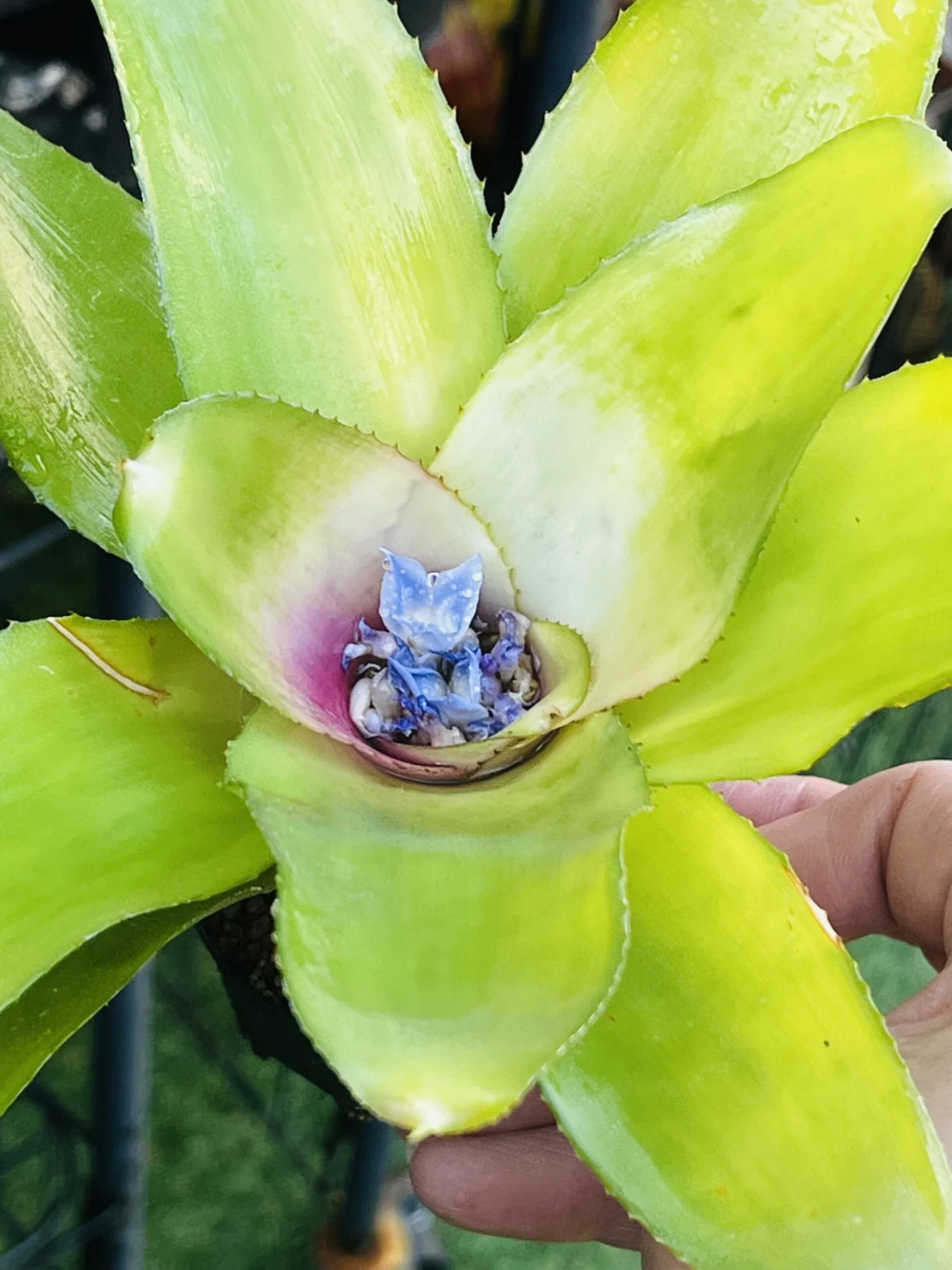 ネオレゲリア　タブラ ラサ　花