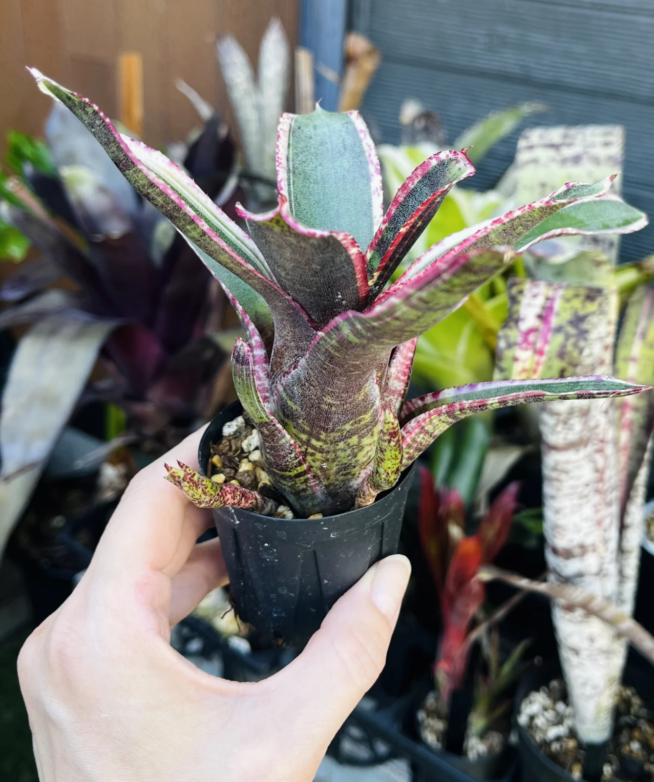 ネオレゲリア　オールスパイス