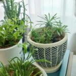 Petit_plantsのアバター