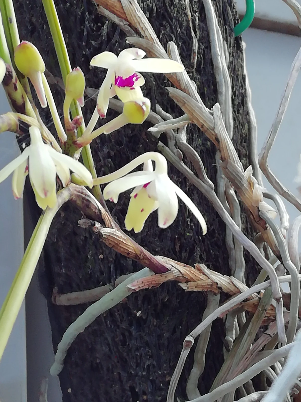 風らんと棒蘭の交配種　花