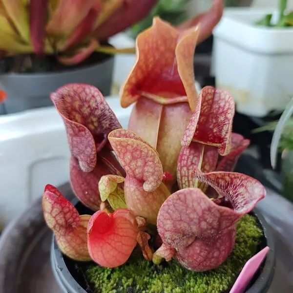 サラセニア プルプレア 食虫植物