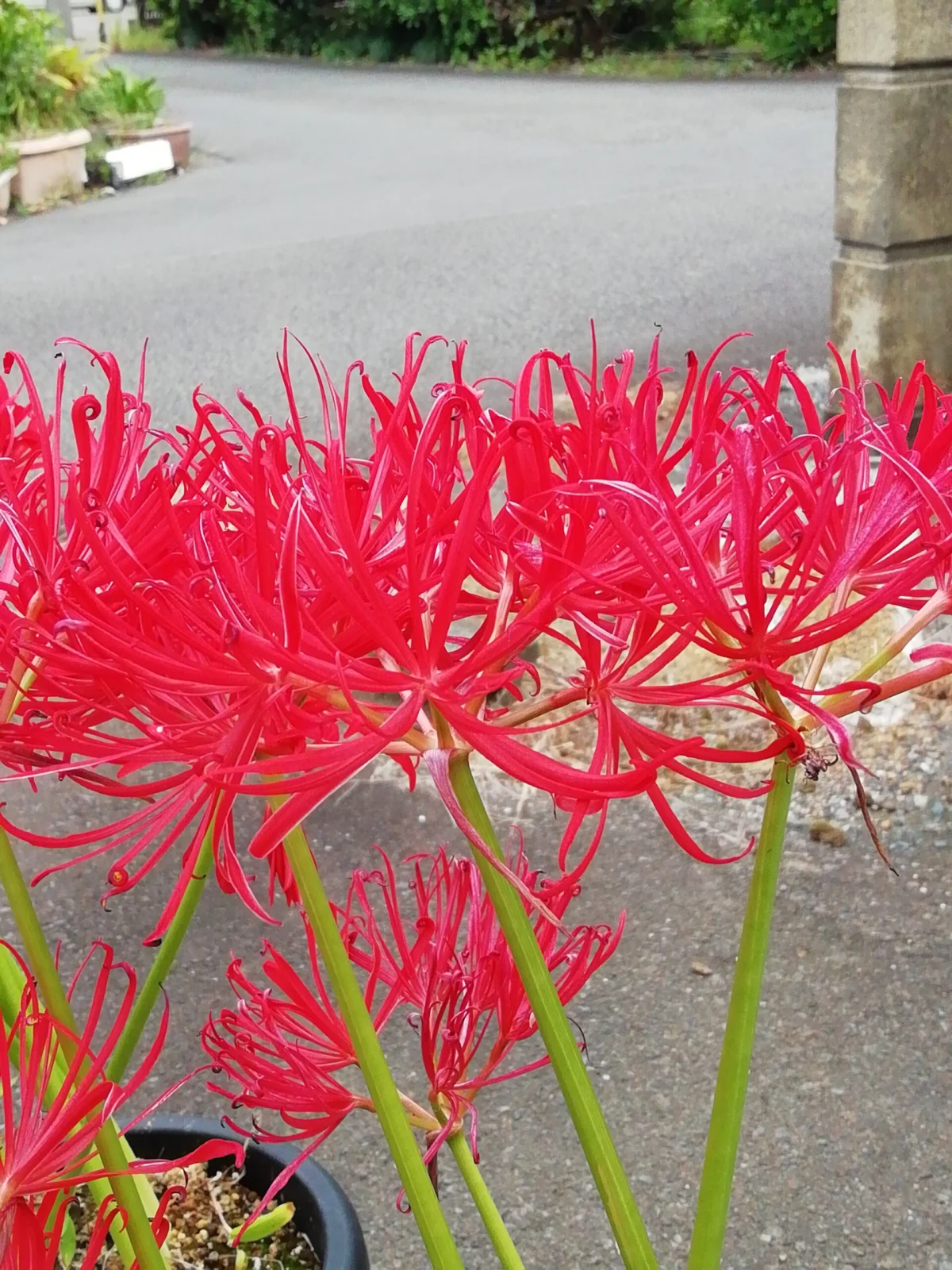 彼岸花八重咲き 黒法師 花
