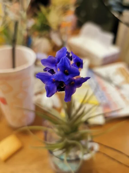 ティランジア アエラントス 開花