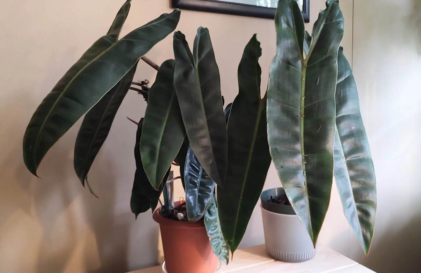 フィロデンドロン ビレッティア ビレッタエ ビトロ