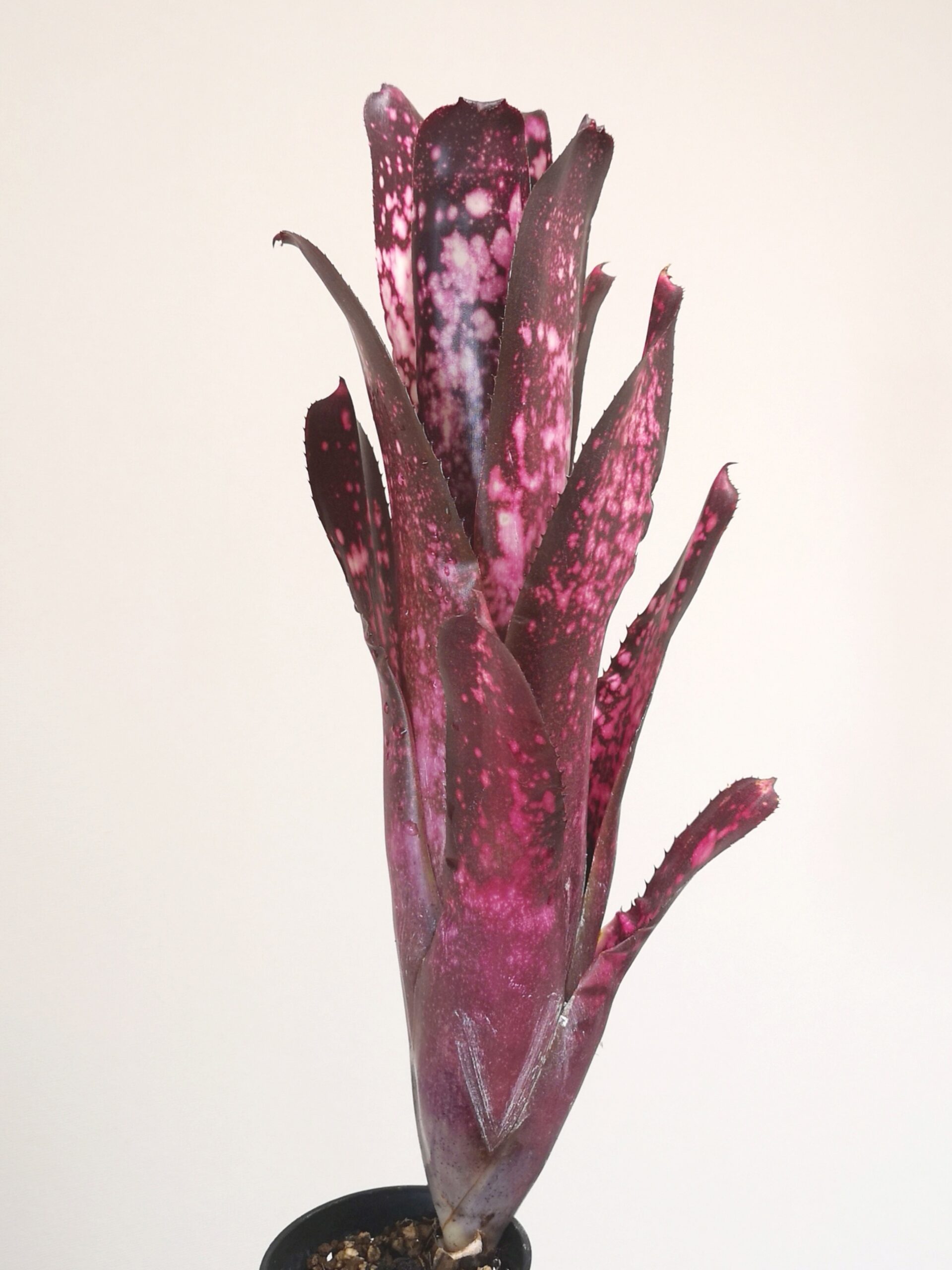 ビルベルギア　ハレルヤ