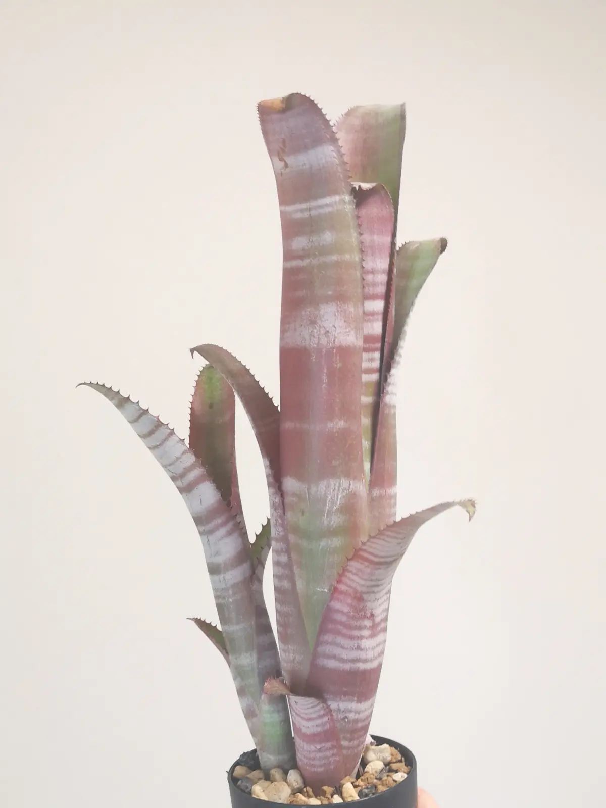 ビルベルギア　ビッタータ