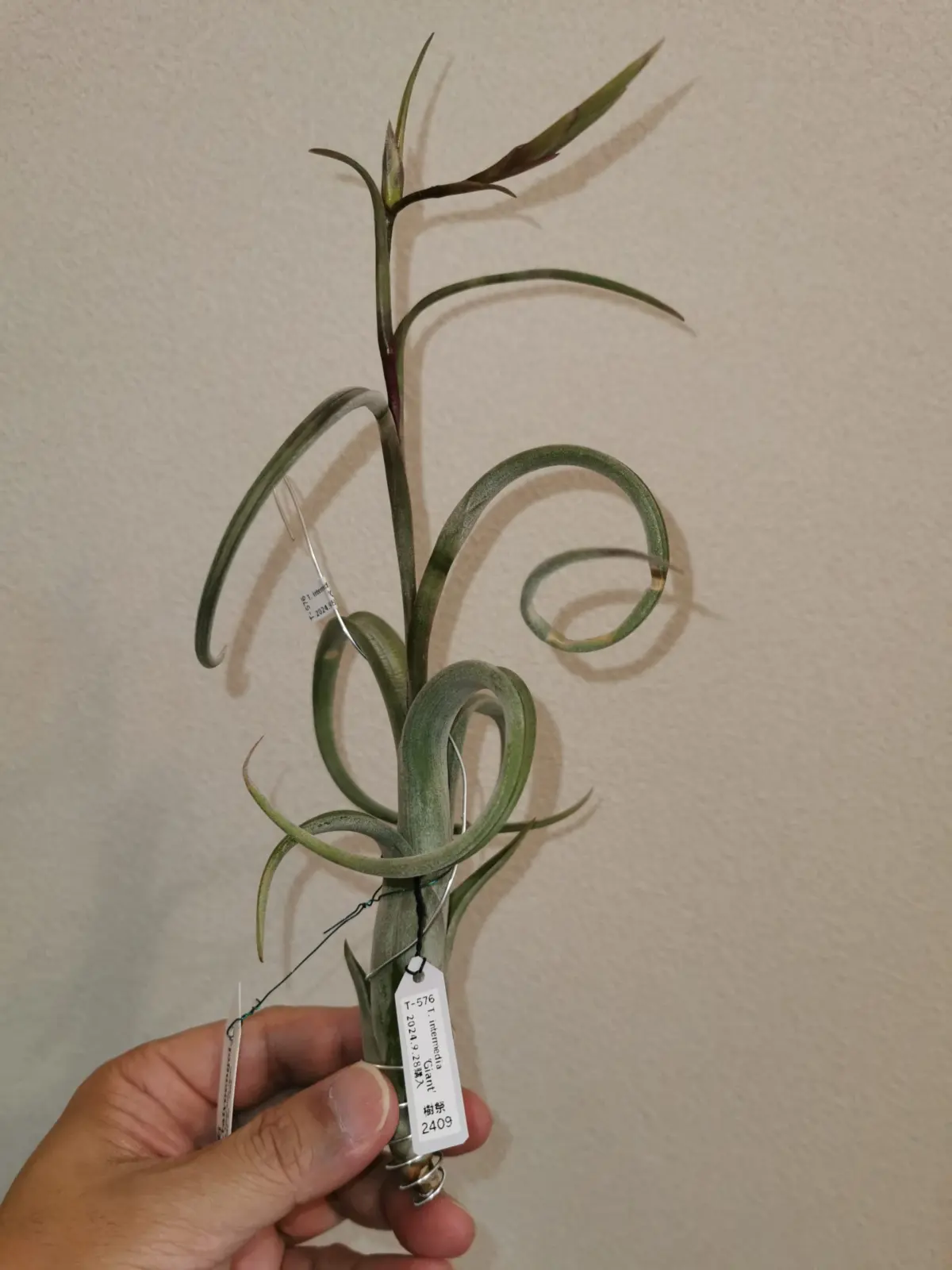 ティランジア　インターメディア　開花前