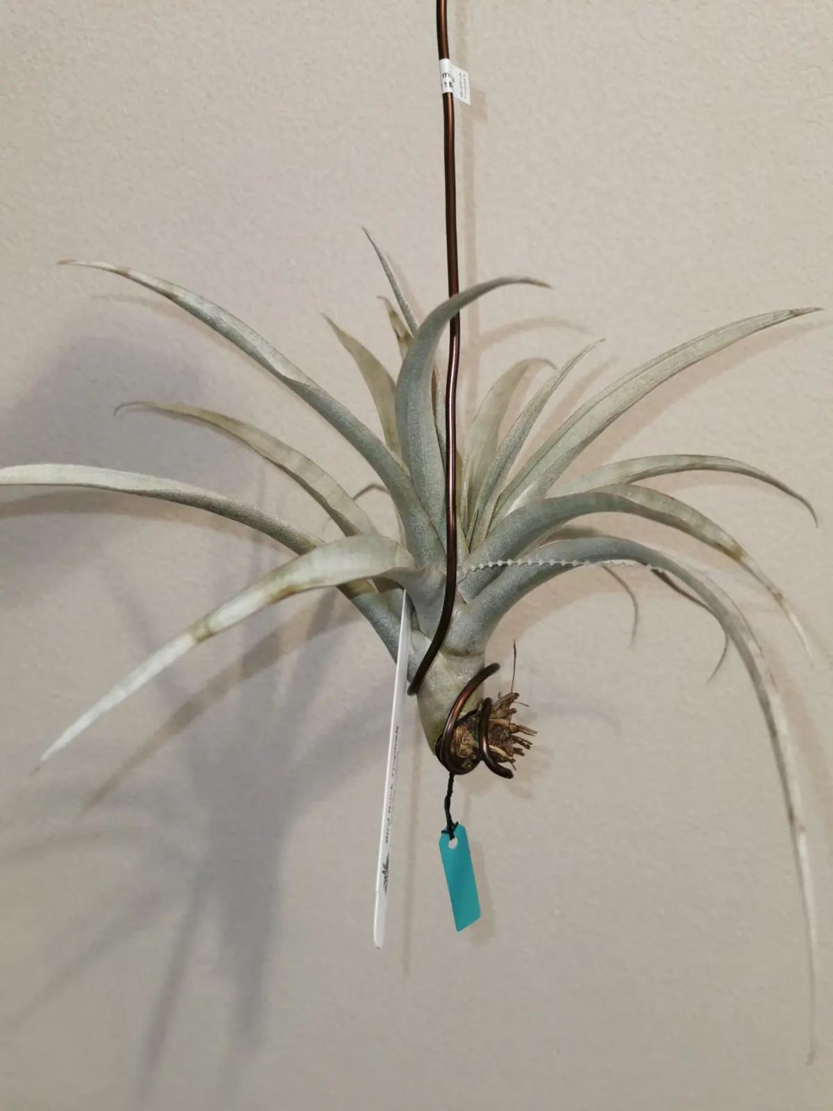 ティランジア　ミマミマ