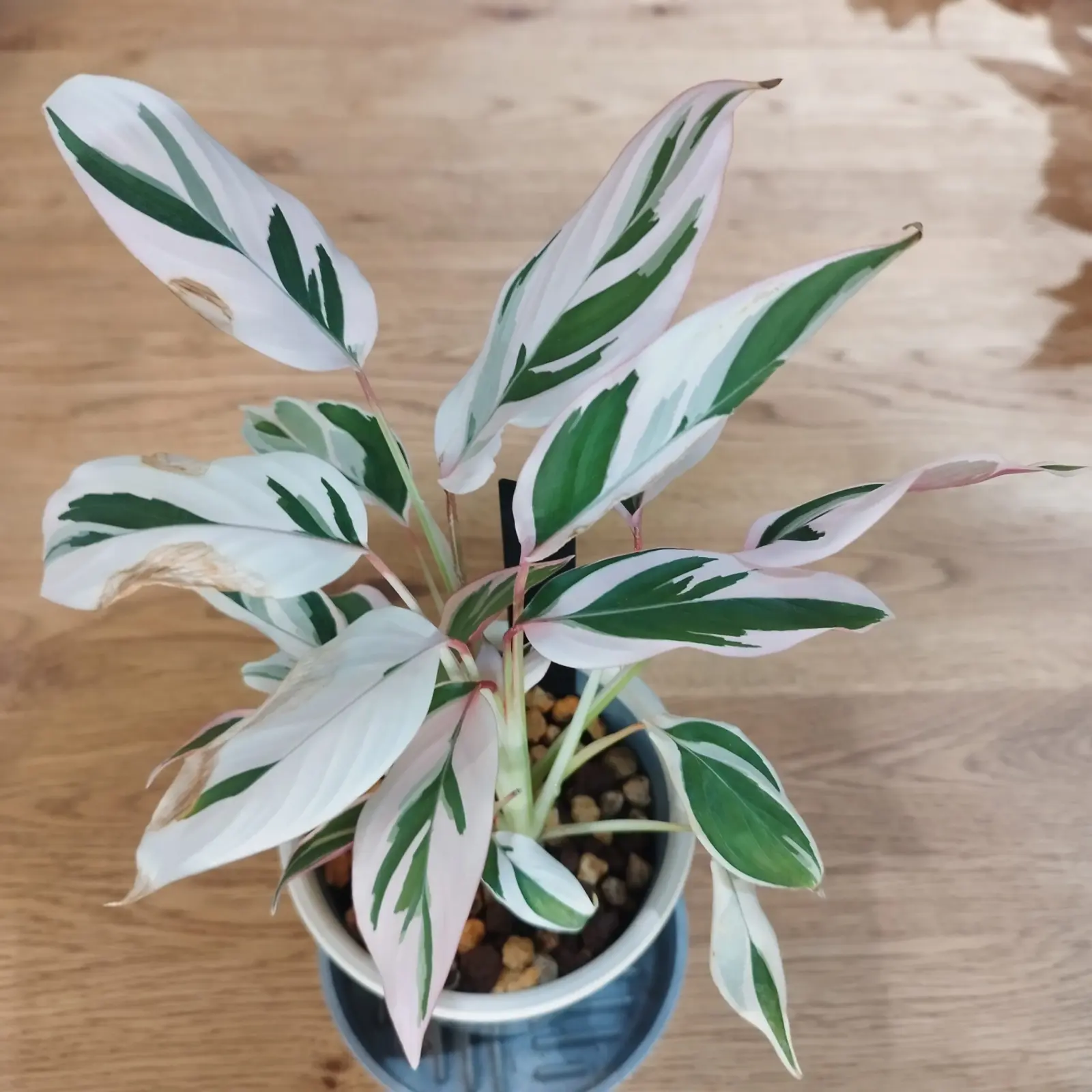 マランタ アルンディナセア バリエガータ