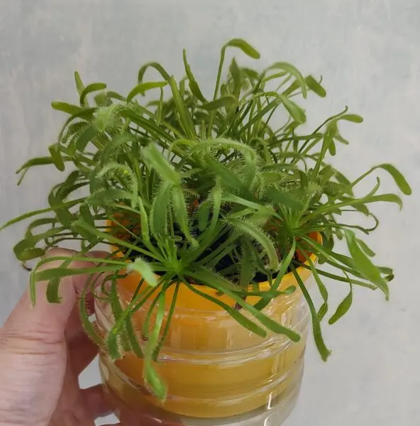モウセンゴケ