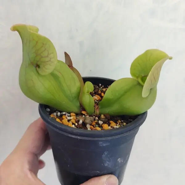 サラセニア プルプレア