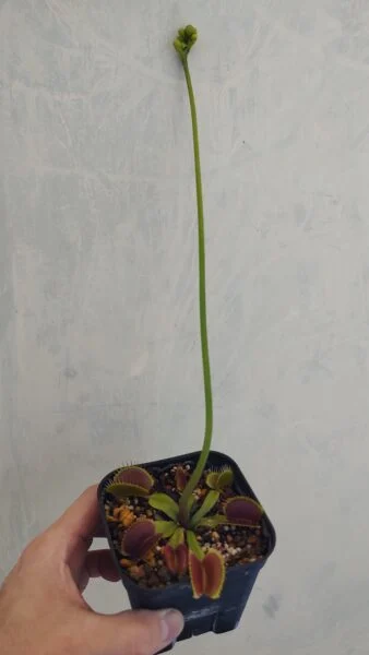 ハエトリグサ ハエトリソウ 食虫植物