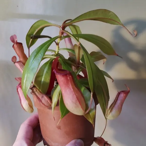 ウツボカズラ ネペンテス 食虫植物