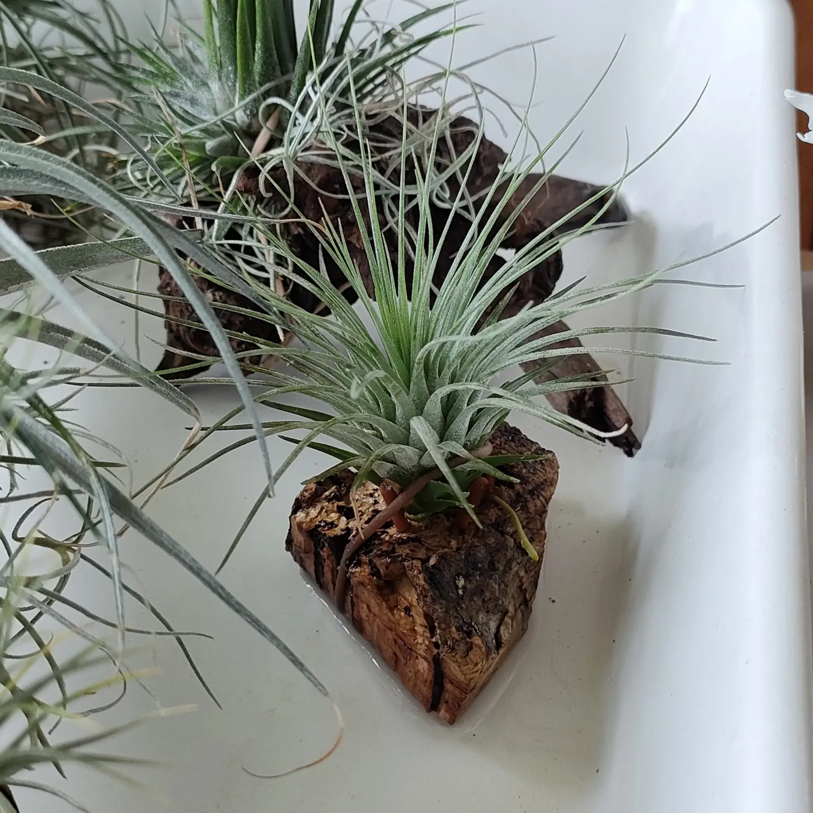 ティランジア アルゲンティア×イオナンタ