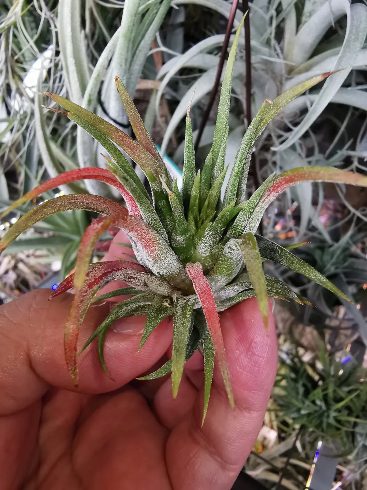 ティランジア　イオナンタ