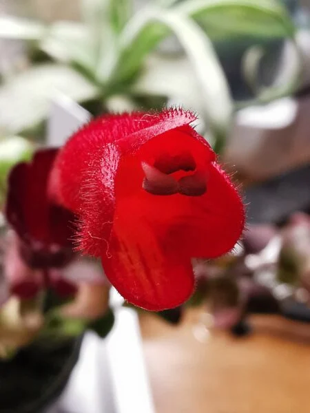 エスキナンサス　ラスタ　開花