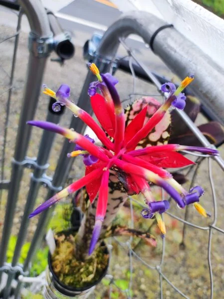 ビルベルギア ブラボー 花 リサ