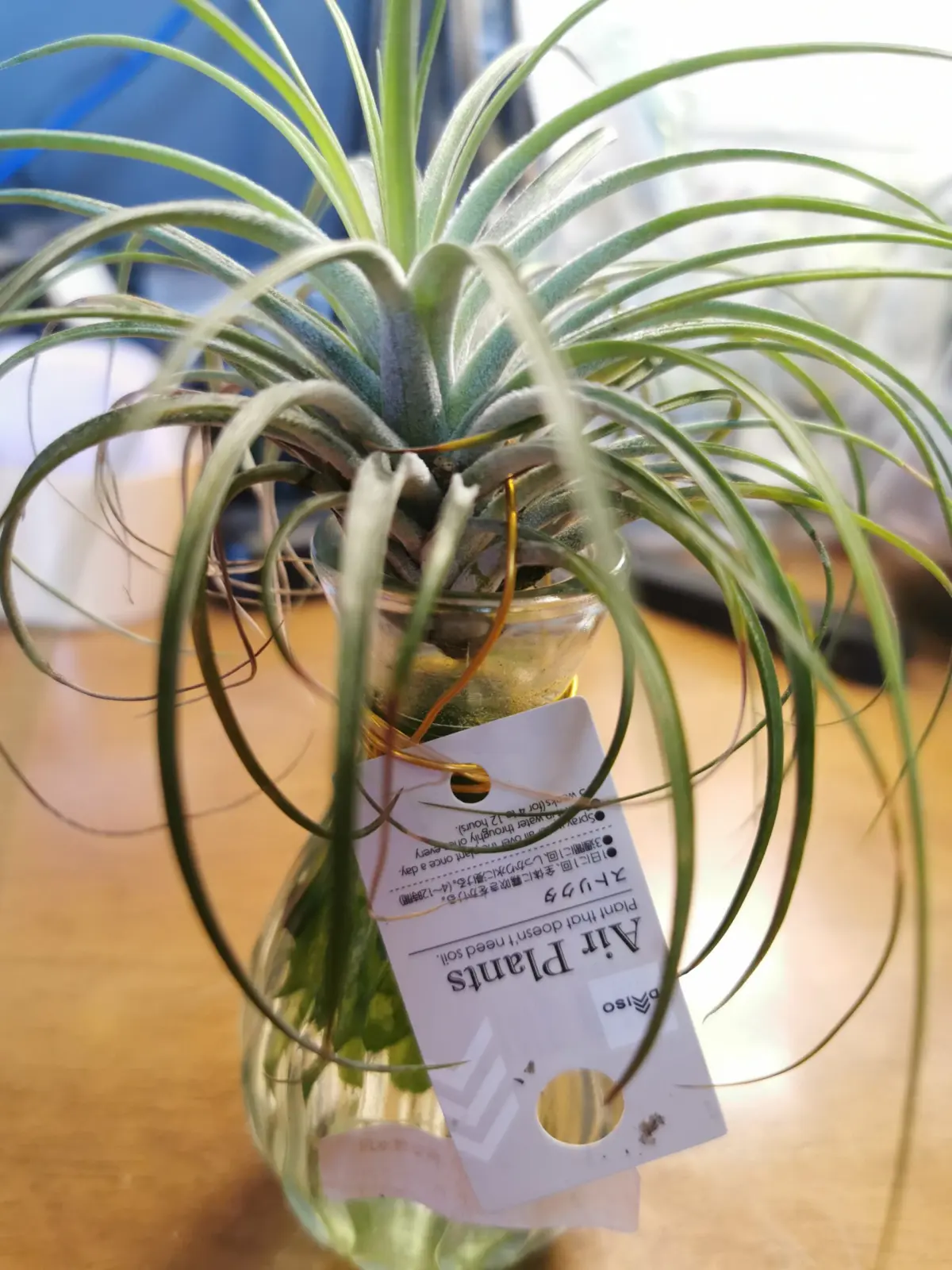 ティランジア　ストリクタ