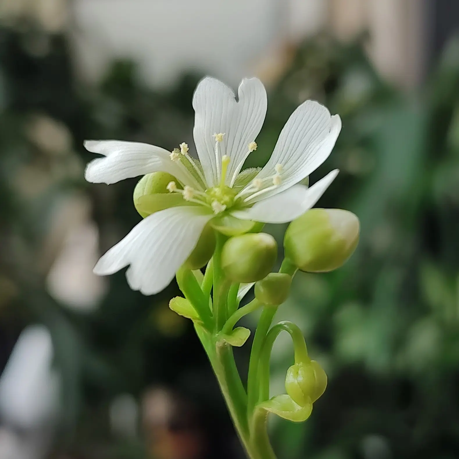 ハエトリソウ ハエトリグサ 食虫植物