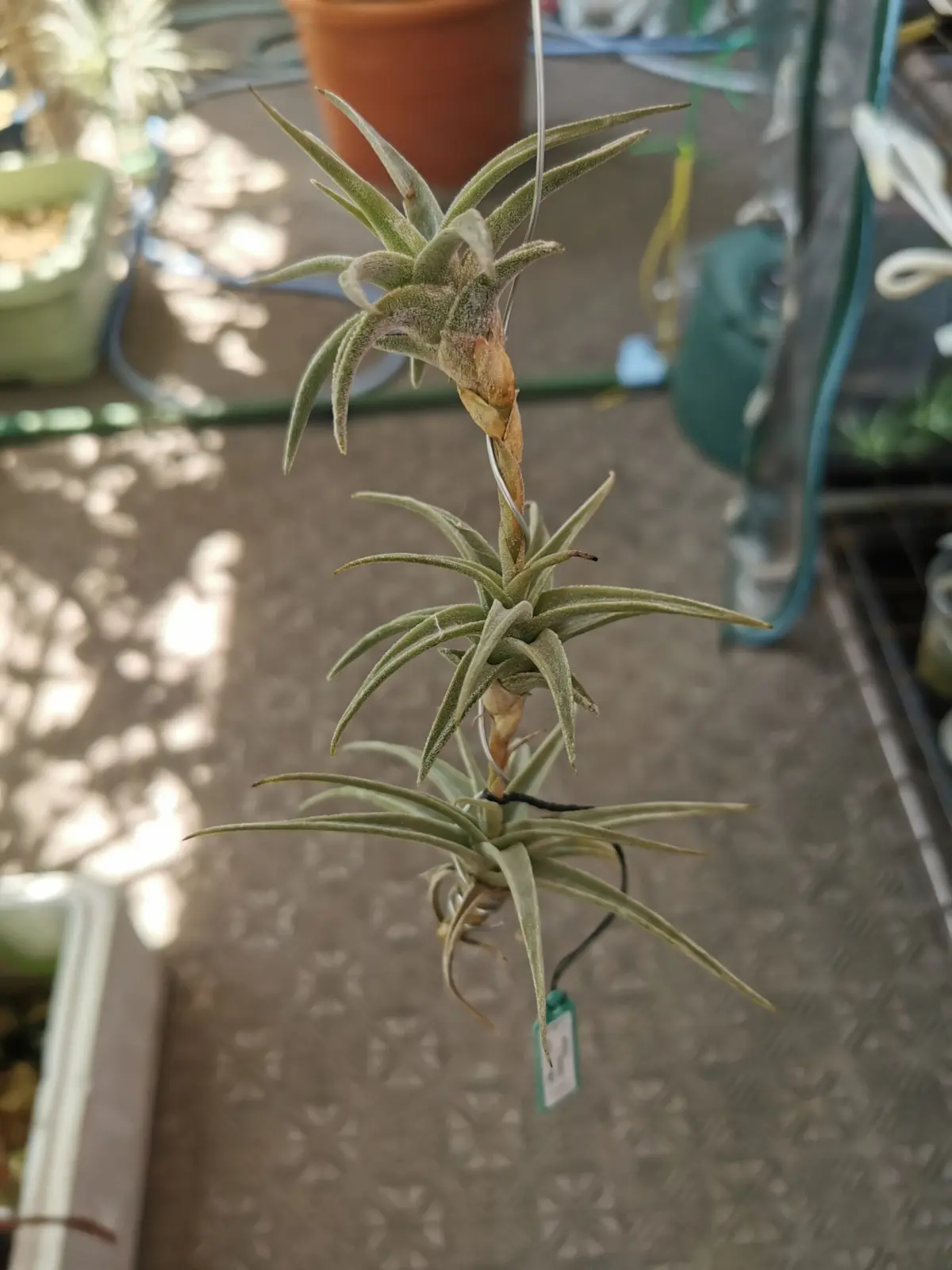 ティランジア　ラティフォリア　冠芽ビビパラ