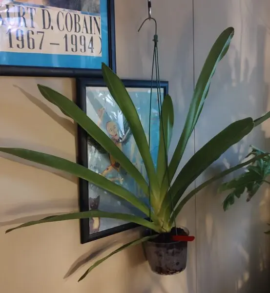 アングレカム ロンギカルカル 蘭
